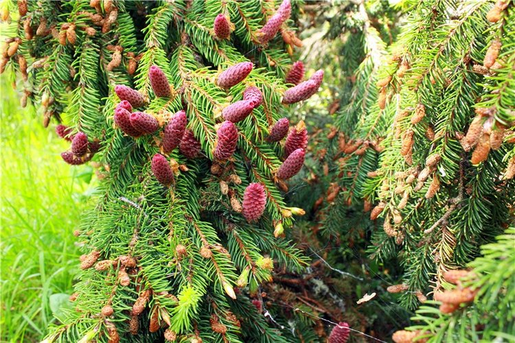 Ландышевый Лес. Twinkles Ella Chocolate