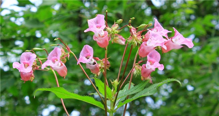 Июльское путешествие в Старицу, продолжение