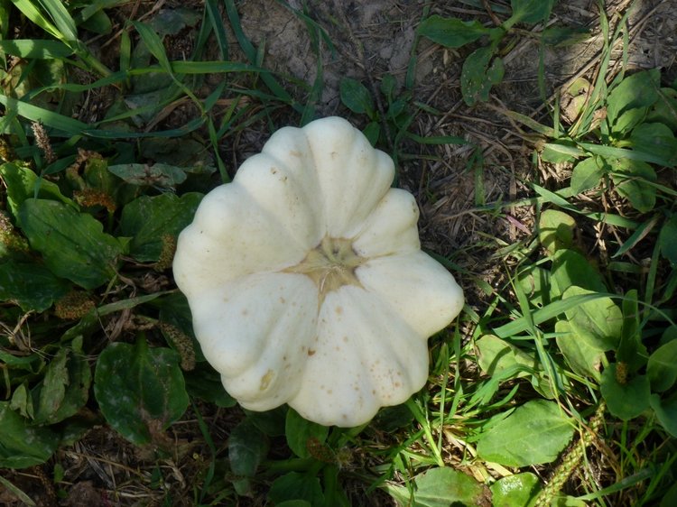 Отдых в деревне с Джой — Туризм и путешествия: фотоотчеты из поездок