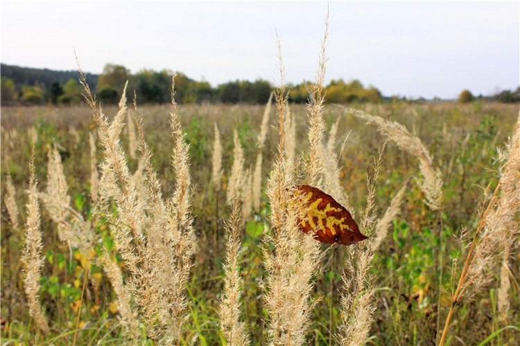 Путешествие Имани на Волгу, продолжение. Mini Imani от Kaye Wiggs