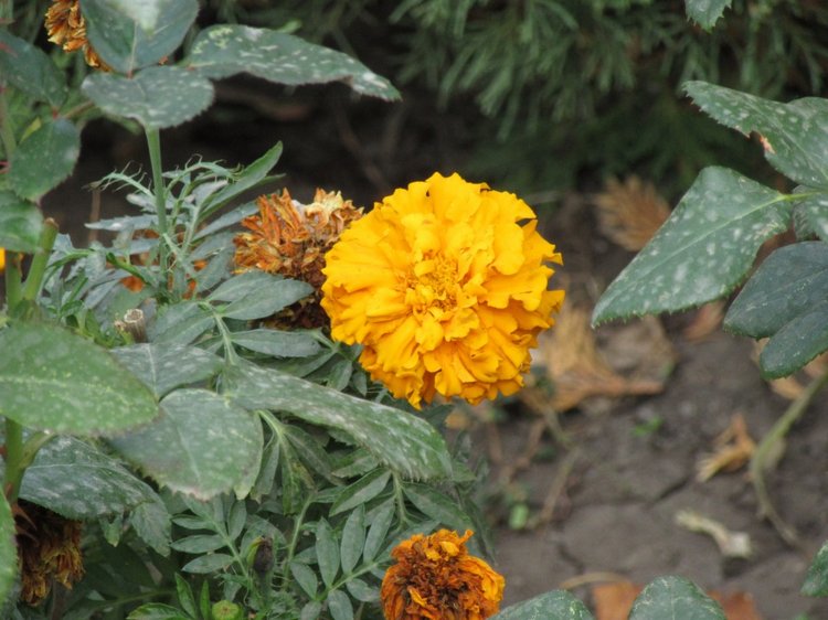 Осенняя пора в Ростове-на-Дону