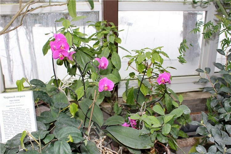 Тверской Ботанический Сад, продолжение | Бэйбики Тверской Ботанический Сад, продолжение