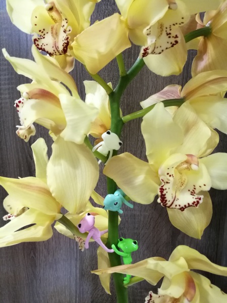 Добро пожаловать в удивительный мир Ванды (фото 3)