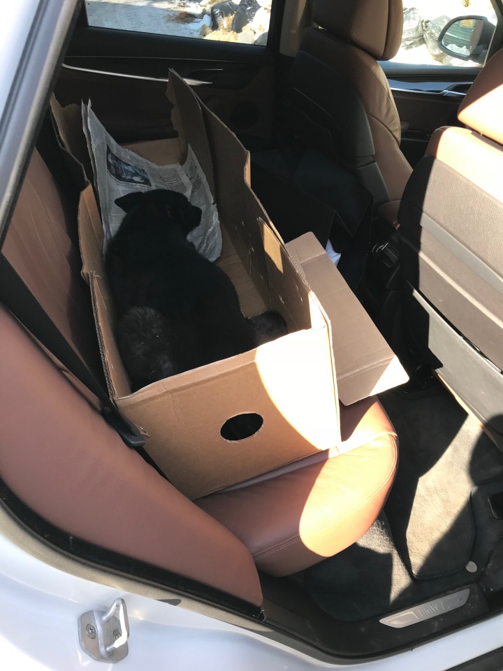 Нужна помощь собакам — Болталка и разговоры обо всем: жизнь (фото 9)