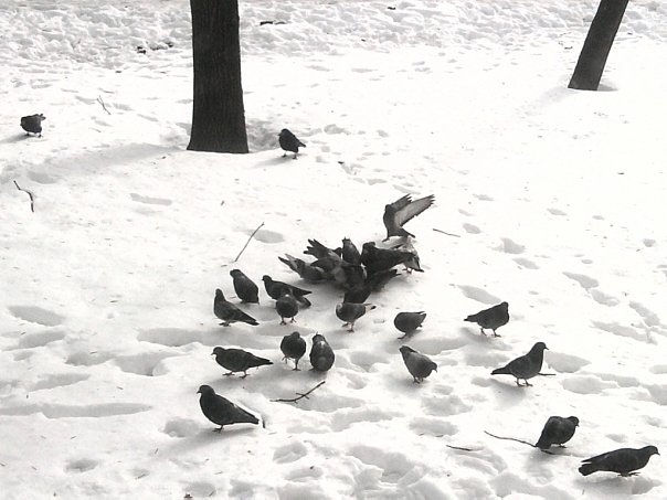 1 апреля — Международный день птиц