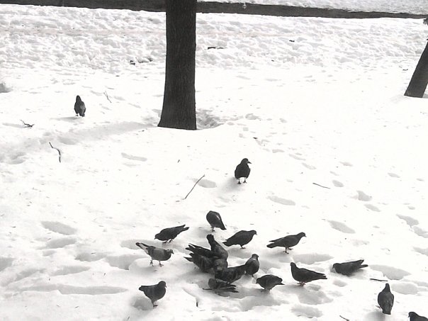 1 апреля — Международный день птиц