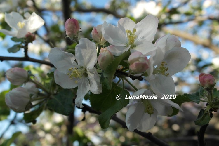 Яблоневые лепестки — Куклы Zwergnase (Цвергназе/Цверги): фото