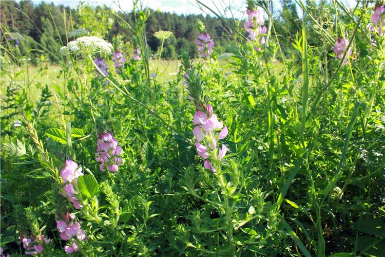 Путешествие Эли на красивый берег реки Волги