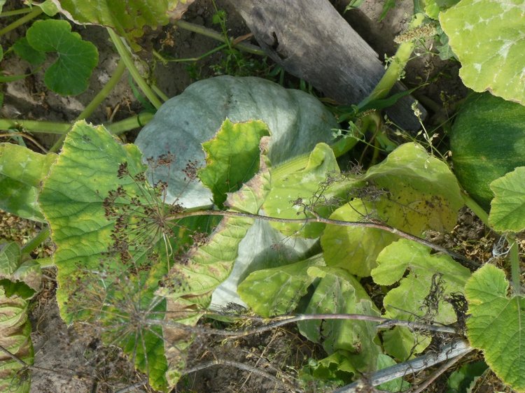 Отдых в деревне с Джой — Туризм и путешествия: фотоотчеты из поездок