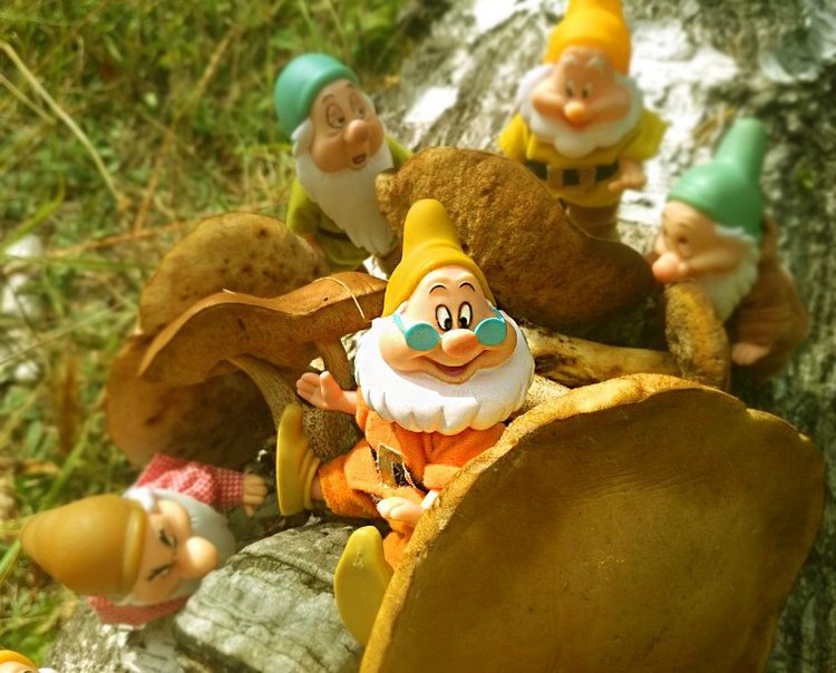 Осеннею порой под старою сосной... Принц, Белоснежка и гномы... встречаются