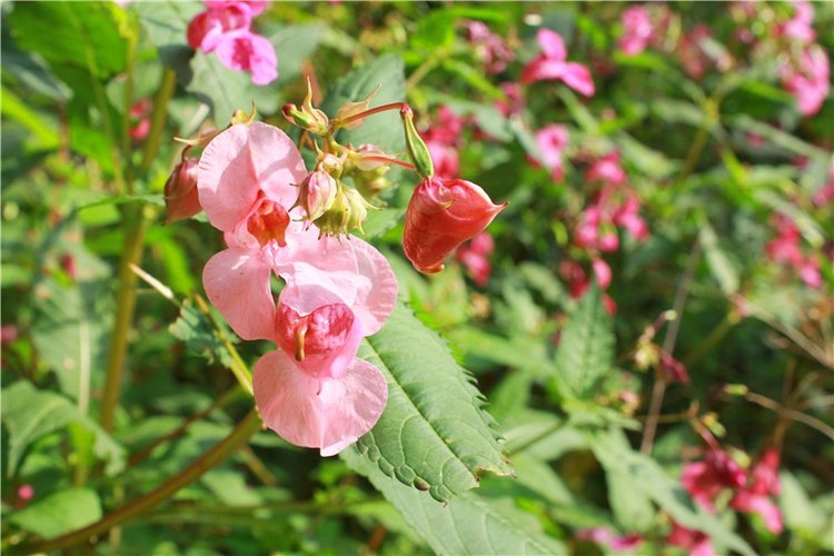 Сентябрьское путешествие в Старицу, четвёртая часть