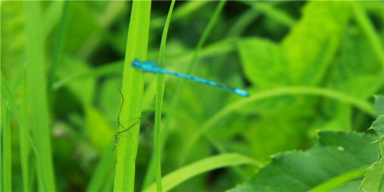 Путешествие Виолы в Усадьбу Знаменское-Раёк