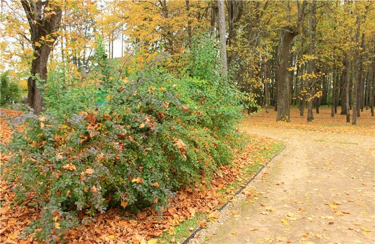 Золотая Осень в Берново с Имани. Mini Imani от Kaye Wiggs