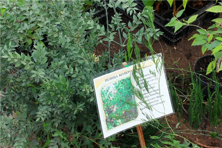 Выставка тюльпанов в Твери, продолжение