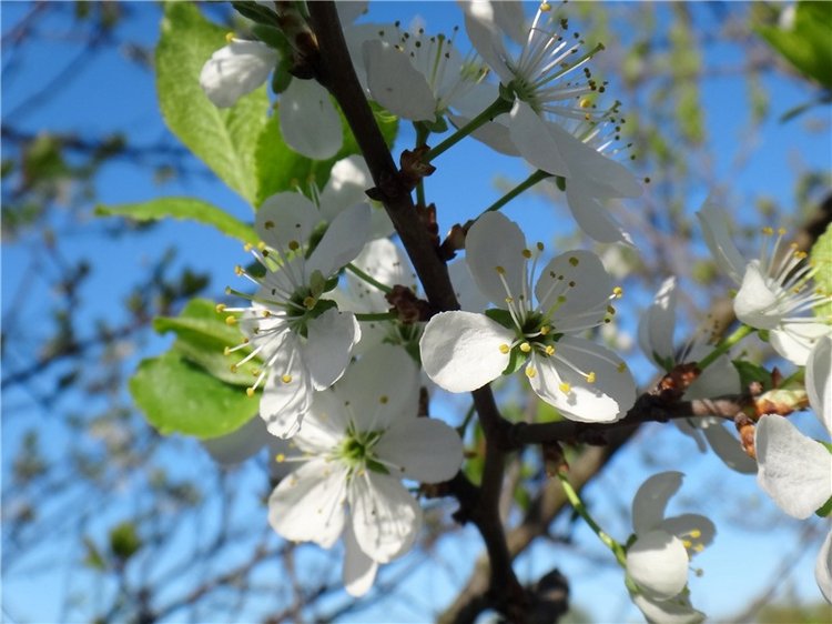 Одуванчиковая нежность, прогулка по Торжку