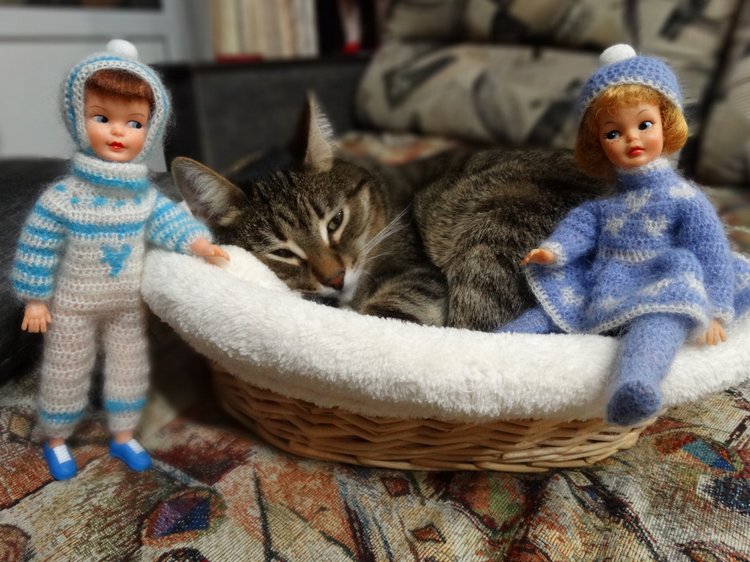 Кото-фото — В мире животных: смешные фото питомцев и зверей