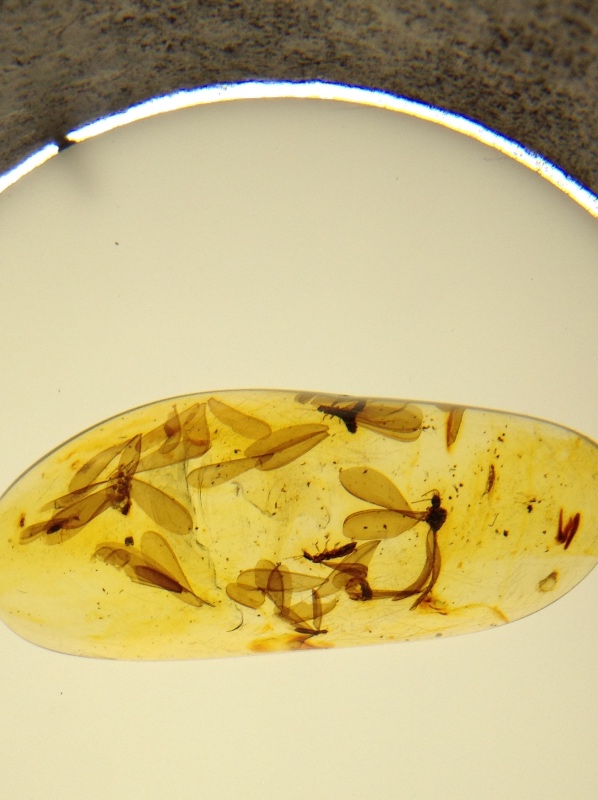 Милая сердцу Божедомка. Ч.5. Выставка "Парк янтарного периода". "Слезы Гелиад". "Янтарь и куклы"