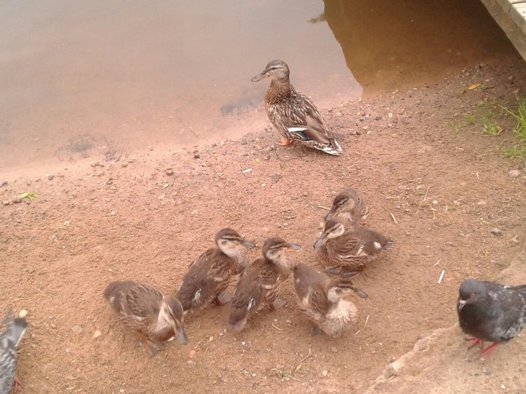 Наше лето, часть 1 — Куклы и тела Obitsu (Обитсу): 1/6 (фото 2)