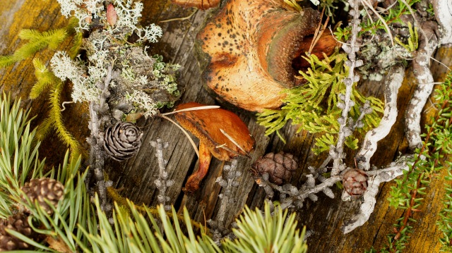 Осенний натюрморт — Другие хобби и увлечения: сад (фото 6)