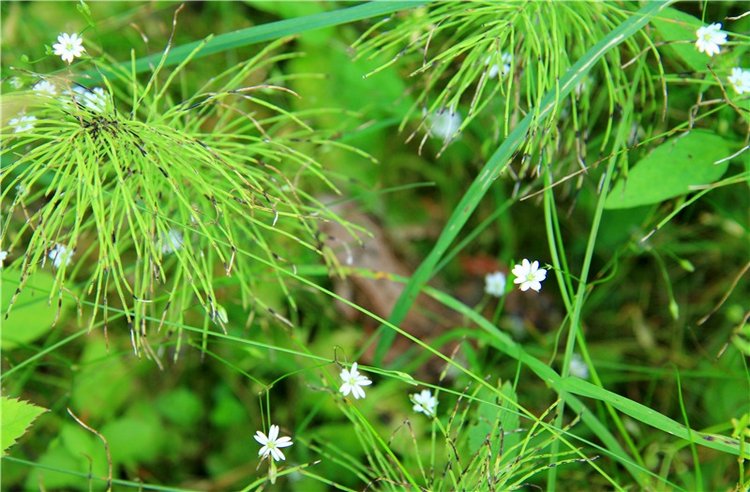 Девочка и Ёжик. Minifee Miyu FairlyLand | Бэйбики Девочка и Ёжик. Minifee Miyu FairlyLand