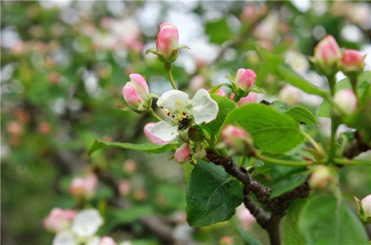Женя-путешественница — Советские винтажные куклы (СССР): Ленигрушка