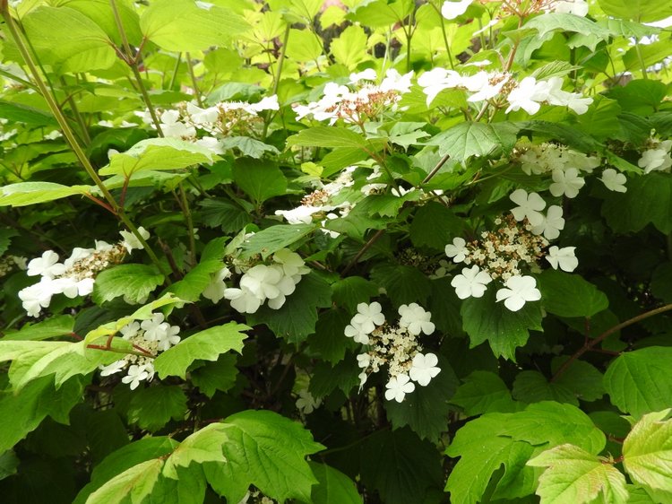 Сочи-Адлер: Южное Взморье - Мои любимые куколки на отдыхе (фото 8)