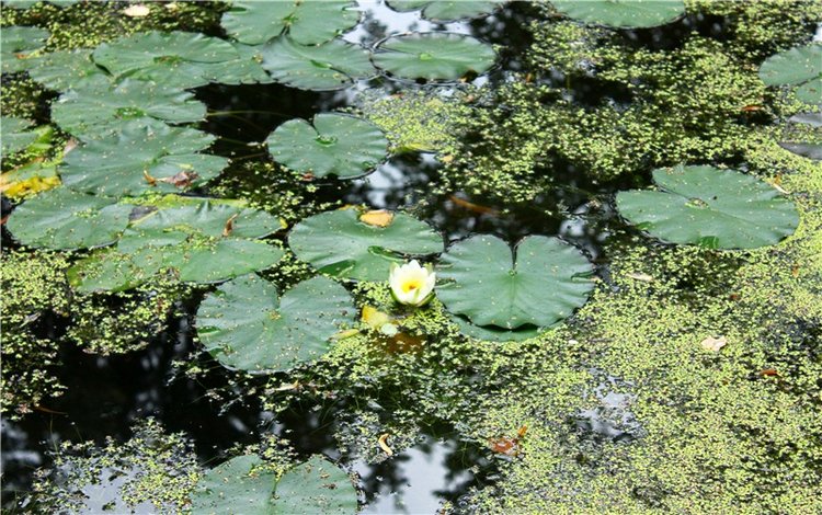 Подарок для Бенни | Бэйбики Подарок для Бенни — Куклы Iplehouse (Иплхаус): BJD (БЖД)