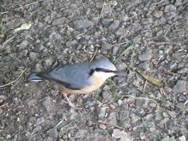 Разнообразие животного мира