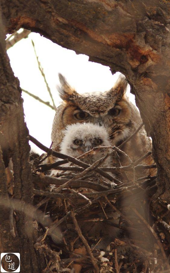 Любительские и профессиональные фотографии Сов (выпуск 2)