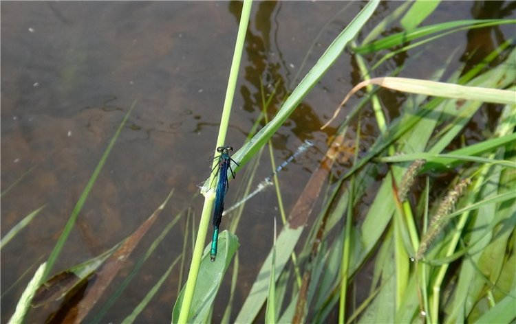 Ромашковый Июнь — Куклы Meadow dolls (Медовушки): BJD (БЖД) (фото 10)