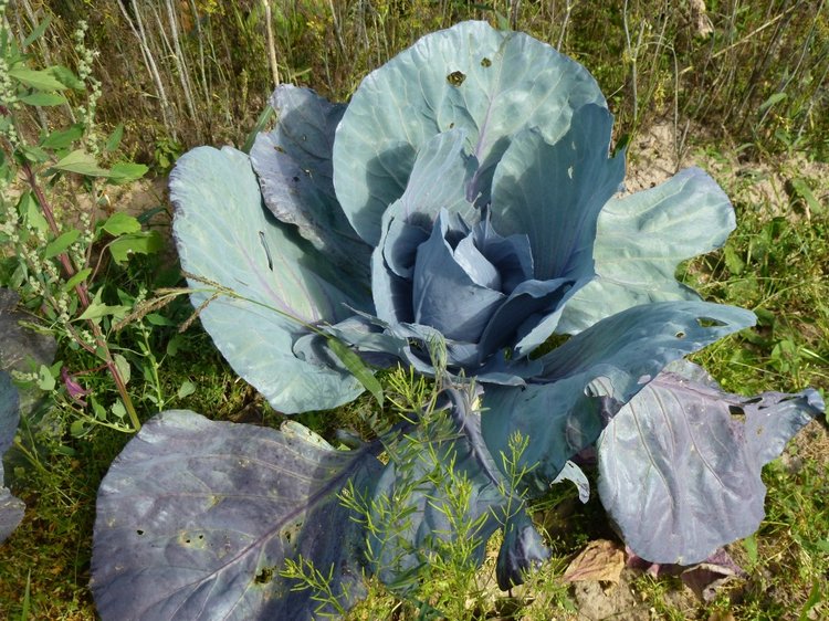 Отдых в деревне с Джой — Туризм и путешествия: фотоотчеты из поездок