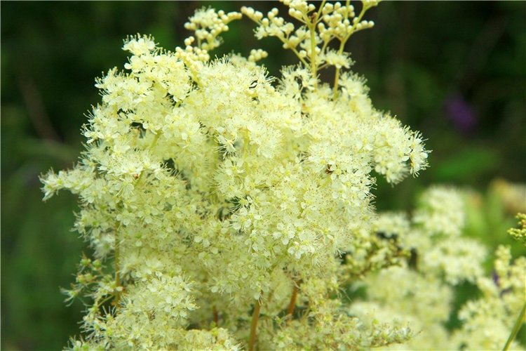 Путешествие Виолы в Усадьбу Знаменское-Раёк