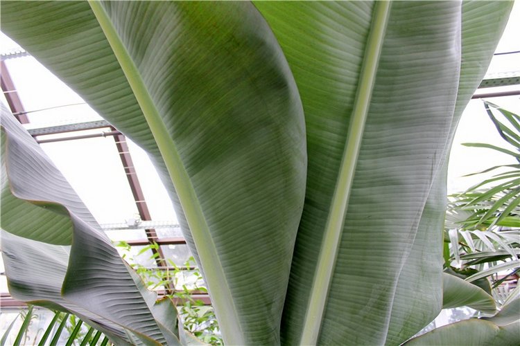 Тверской Ботанический Сад, продолжение | Бэйбики Тверской Ботанический Сад, продолжение