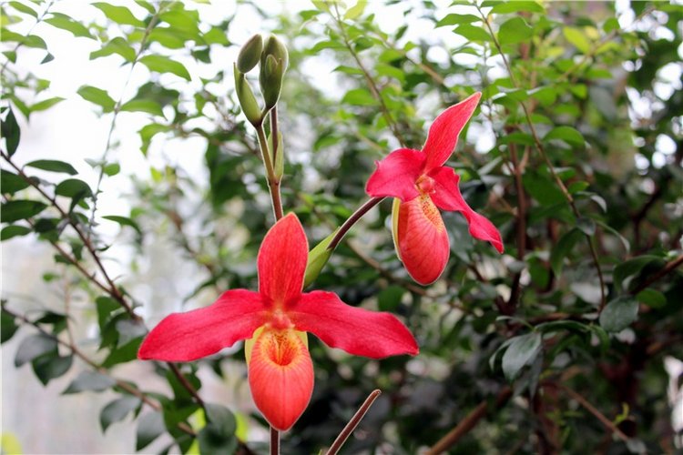 Тверской Ботанический Сад, продолжение | Бэйбики Тверской Ботанический Сад, продолжение