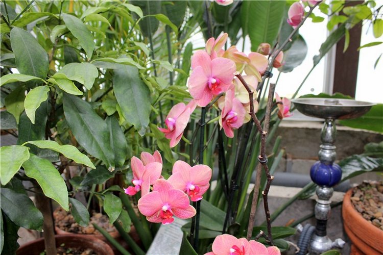 Тверской Ботанический Сад, продолжение | Бэйбики Тверской Ботанический Сад, продолжение