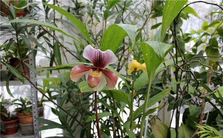 Тверской Ботанический Сад