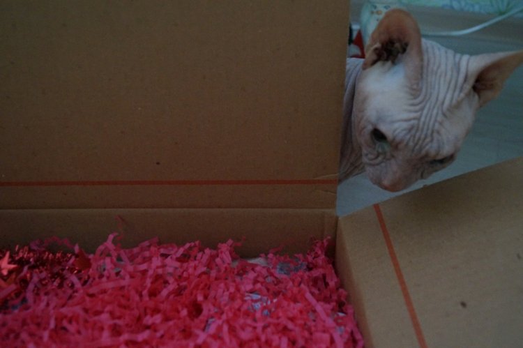 Понедельник и первая посылка (фото 3)