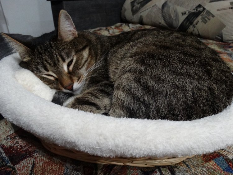 Кото-фото — В мире животных: смешные фото питомцев и зверей