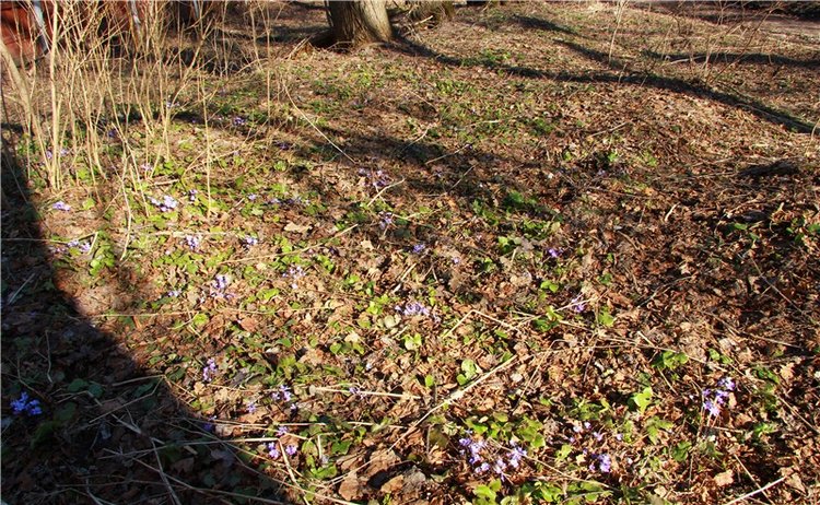 Апрельский день в Василёво, заключительная часть