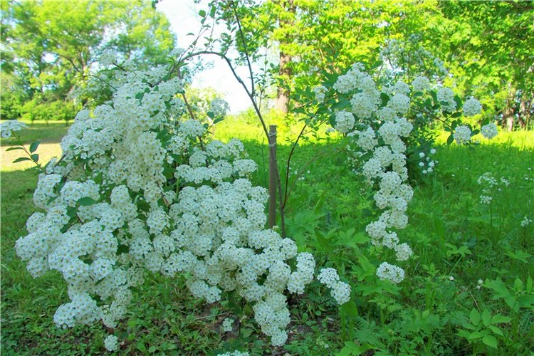 Моё Солнышко — Антикварные куклы Jumeau (Жюмо): Tete Jumeau