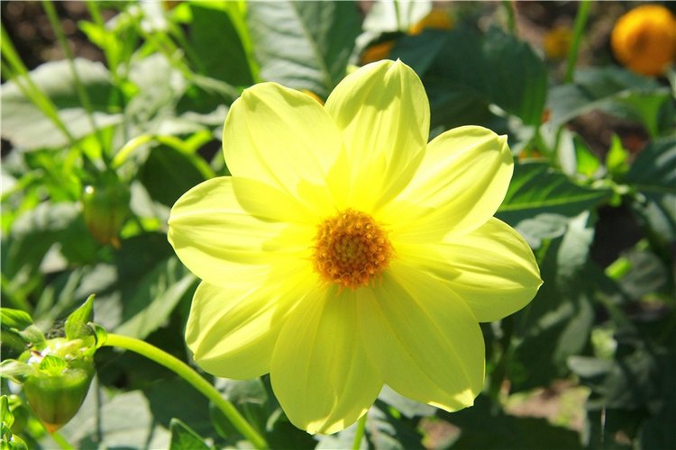 Старицкая Швейцария. Путешествие Мии. Minifee Miyu FairlyLand | Бэйбики Старицкая Швейцария. Путешествие Мии. Minifee Miyu FairlyLand (фото 7)