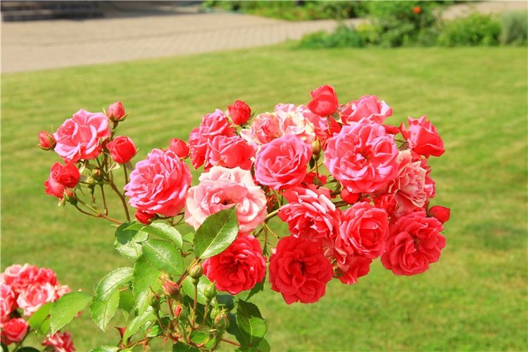 Августовская прогулка в Берново. Zwergnase Mischa