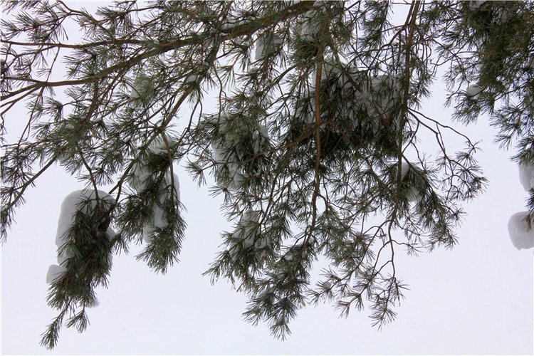 Рождественские гуляния, часть вторая. Zwergnase Mischa