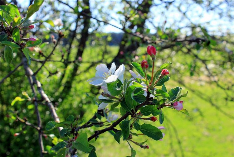 Дивная Весна — Куклы Zwergnase (Цвергназе/Цверги): фото (фото 7)