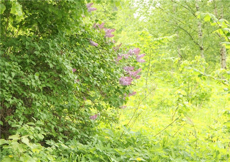 "Троицкие гуляния" в Василёво, 2017 год, продолжение. Архитектурно-этнографический музей под открытым небом "Василёво"