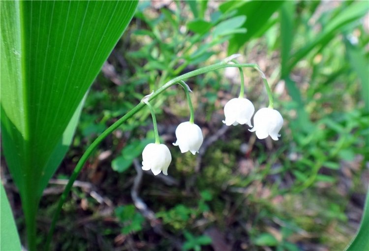 Ландышевая Сказка — Куклы Heidi Plusczok (Хайди/Хейди Плюсчок) — фото