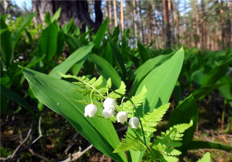 Ландышевая Сказка — Куклы Heidi Plusczok (Хайди/Хейди Плюсчок) — фото
