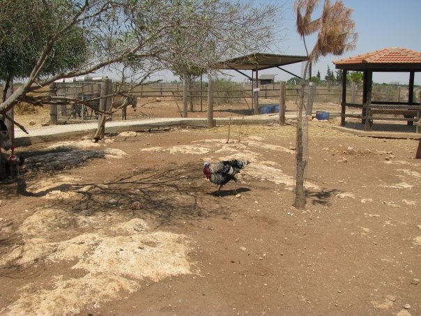 Путешествие на о. Кипр — Туризм и путешествия: фотоотчеты из поездок