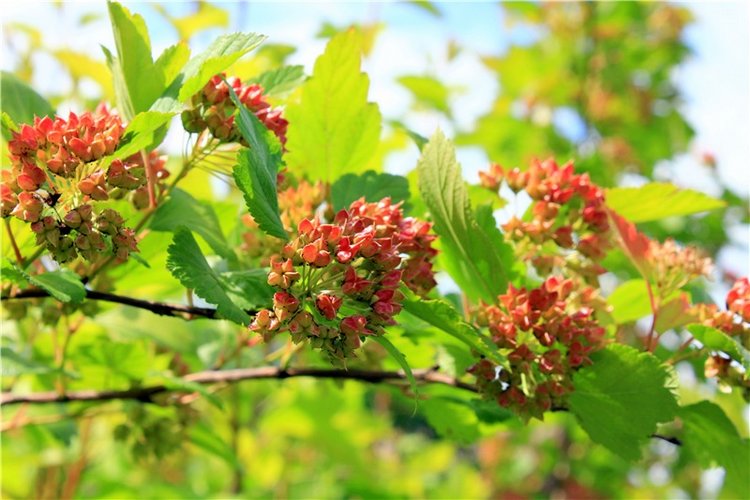 Любимая Старица. Свято-Успенский мужской монастырь (фото 9)