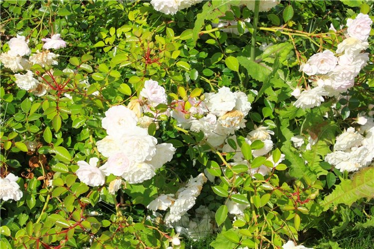 Любимая Старица. Свято-Успенский мужской монастырь